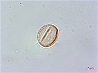 流蘇藏品圖，第3張