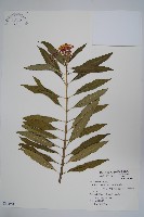 尖尾鳳、馬利筋藏品圖，第1張