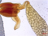 尖尾鳳、馬利筋藏品圖，第2張