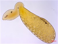 尖尾鳳、馬利筋藏品圖，第3張