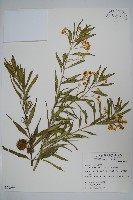 釘頭果藏品圖，第1張