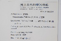 釘頭果藏品圖，第2張