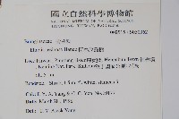 恆春厚殼樹藏品圖，第2張