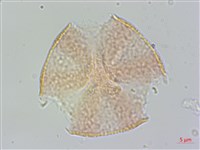恆春厚殼樹藏品圖，第2張