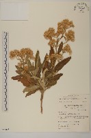 艾納香藏品圖，第1張