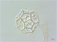 匙葉蓮子草藏品圖，第2張