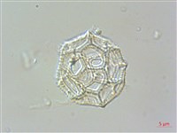 匙葉蓮子草藏品圖，第3張