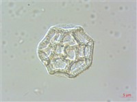 匙葉蓮子草藏品圖，第4張