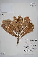 白水木藏品圖，第1張