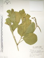 肥豬豆藏品圖，第1張