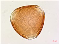 肥豬豆藏品圖，第2張