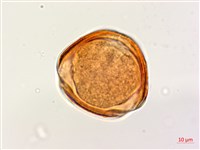 肥豬豆藏品圖，第4張