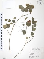 山素英藏品圖，第1張