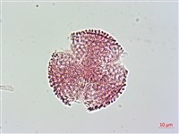 山素英藏品圖，第3張