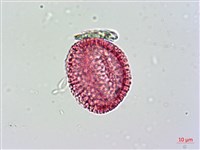 山素英藏品圖，第4張