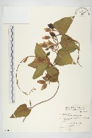 盒果藤藏品圖，第1張