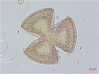 盒果藤藏品圖，第3張