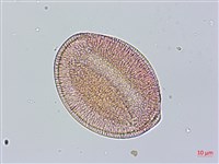 盒果藤藏品圖，第4張