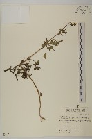 鬼針舅藏品圖，第1張