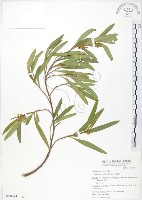 車桑子藏品圖，第1張