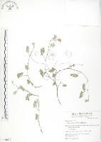 臺灣灰毛豆藏品圖，第1張