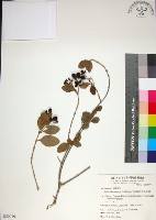 苦林盤藏品圖，第1張