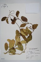 爬森藤藏品圖，第4張