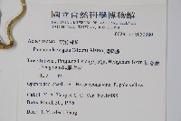 爬森藤藏品圖，第5張