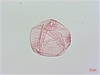 爬森藤藏品圖，第2張