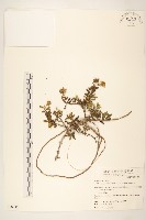 天蓬草舅藏品圖，第1張