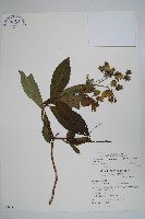 假酸漿藏品圖，第1張