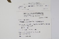 假酸漿藏品圖，第2張