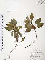 樟樹藏品圖，第1張