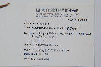 細梗絡石藏品圖，第2張