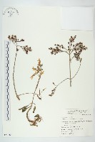 倒吊蓮、匙葉燈籠草藏品圖，第1張