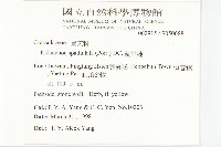 倒吊蓮、匙葉燈籠草藏品圖，第5張