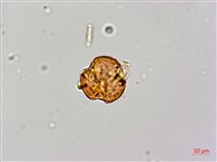 倒吊蓮、匙葉燈籠草藏品圖，第4張