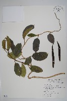 爬森藤藏品圖，第1張