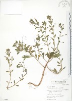茅毛珍珠菜藏品圖，第1張