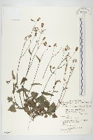 紫背草藏品圖，第1張