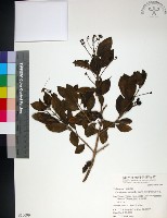 苦林盤藏品圖，第1張