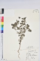 鐵莧菜藏品圖，第1張