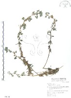 三葉木藍藏品圖，第1張