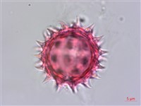 雙花蟛蜞菊藏品圖，第2張