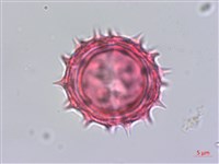 雙花蟛蜞菊藏品圖，第3張