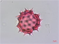 雙花蟛蜞菊藏品圖，第4張