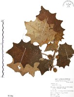 羊不食、毛茄藏品圖，第1張