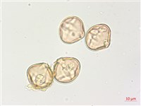 羊不食、毛茄藏品圖，第2張
