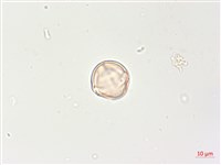 羊不食、毛茄藏品圖，第3張