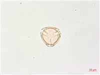 羊不食、毛茄藏品圖，第4張